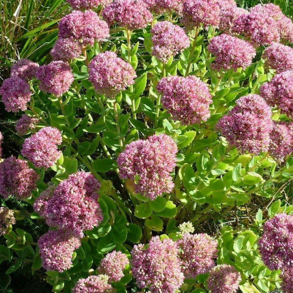 Orpin carmen, sedum lot de 5 godets