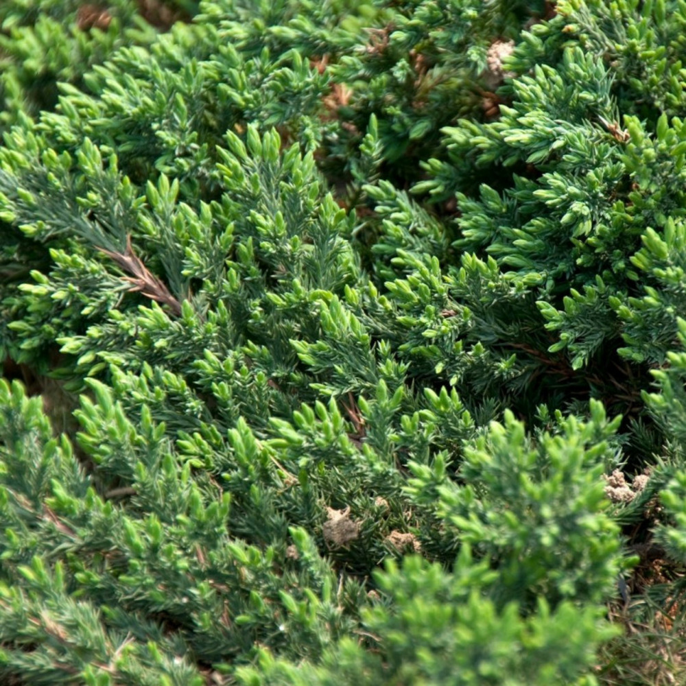 Genévrier des sables schlager - juniperus conferta schlager 25/35cm pot 2,5l