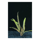 Plante aquatique : Cryptocoryne Balansae en pot