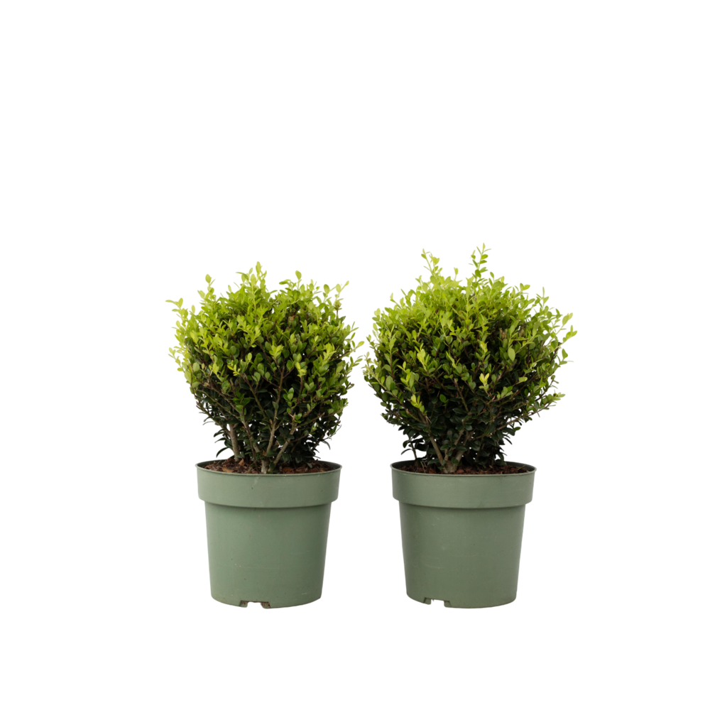 Houx crenelé - ilex crenata 'jenny' - hauteur 30-40cm - ⌀17cm