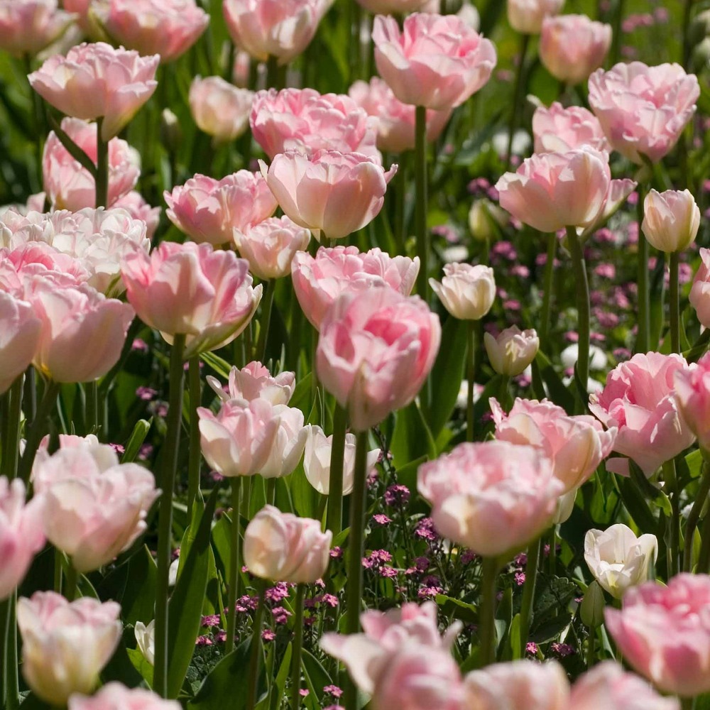 10 tulipes à fleur de pivoine angélique - le sachet de 10 bulbes / circonférence 12cm+
