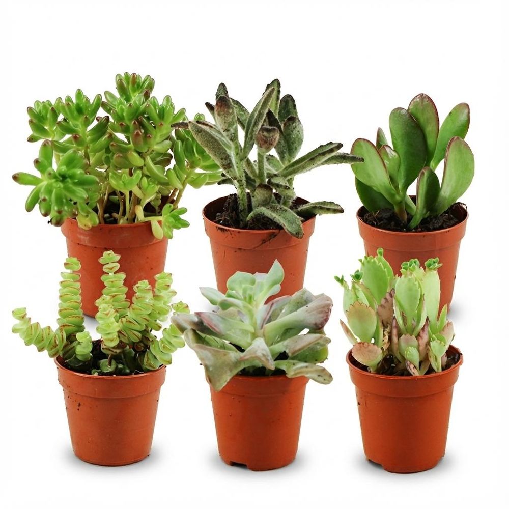 Mini plantes grasses - lot de 6 - ø5,5cm - ↕10cm - plante d’intérieur