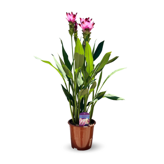 Curcuma alismatifolia - curcuma d'ornement - ↕ 70-80 cm - ⌀ 16 cm - plante d'intérieur