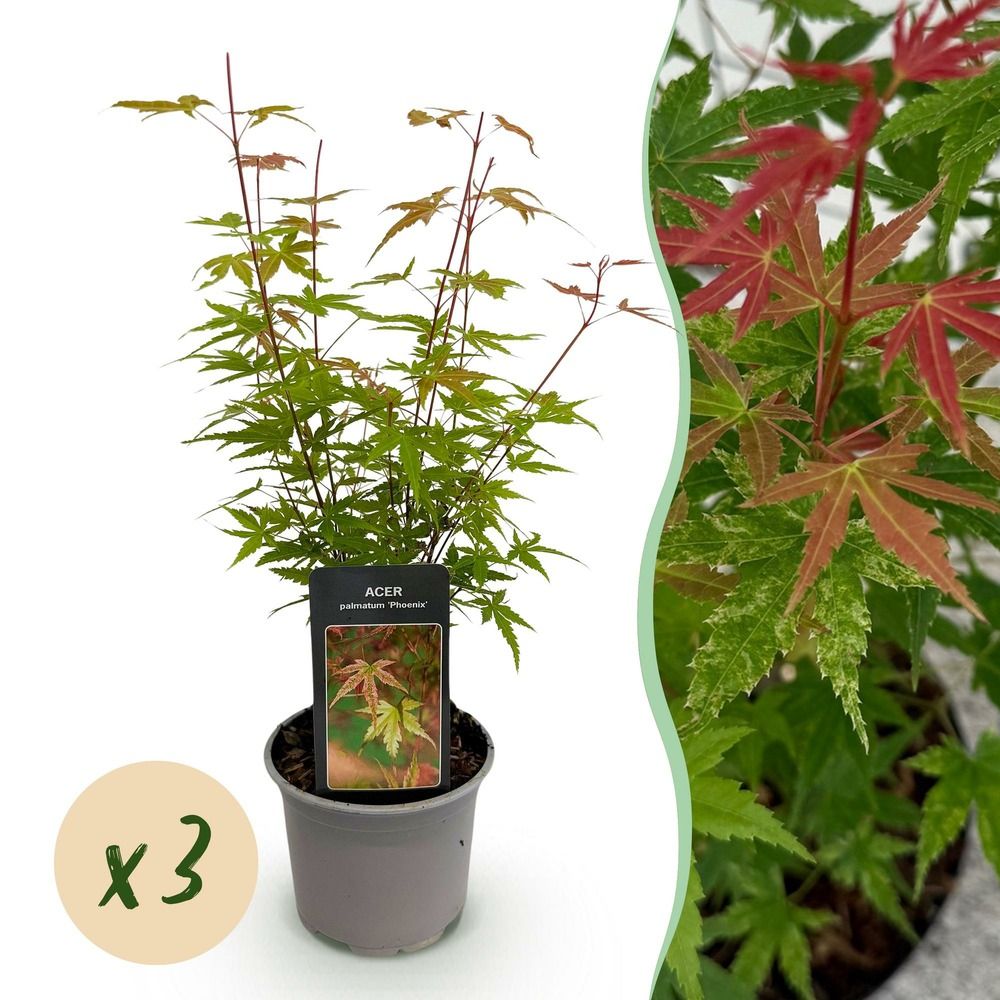 Érable du japon 'phoenix' - lot de 3 - pot 12 cm - hauteur 35 cm