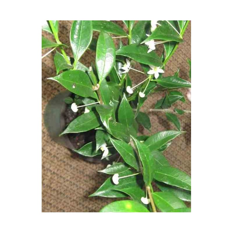 Hoya odorata (fleur de porcelaine, fleur de cire)   blanc - taille pot de 2 litres - 20/40 cm