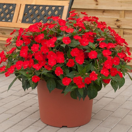 Balsamine, impatience 'sunpatiens vigorous scarlet' mini-motte ø 3/4 cm (par 5)