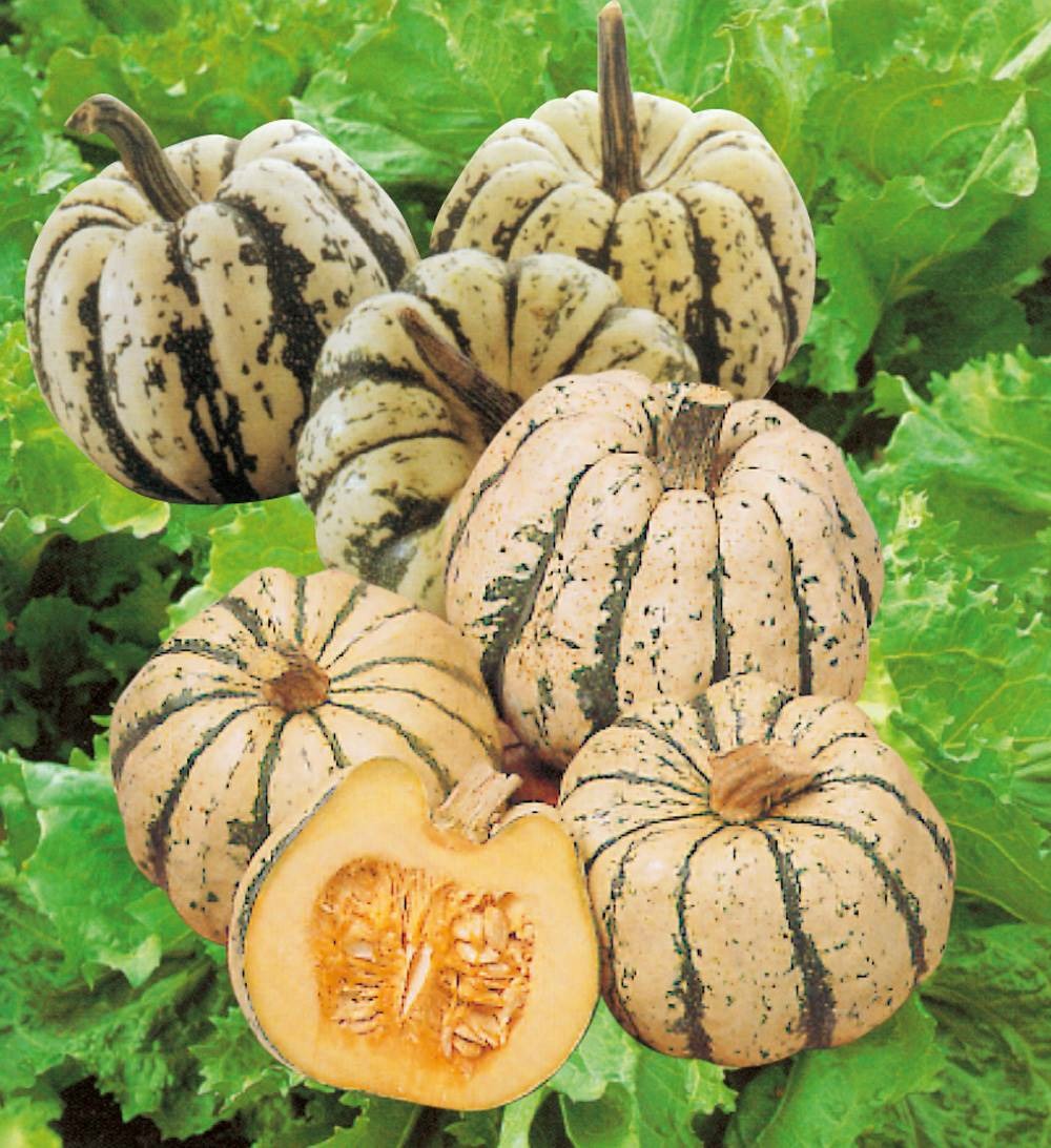 Courge sweet dumpling patidou - 3 g