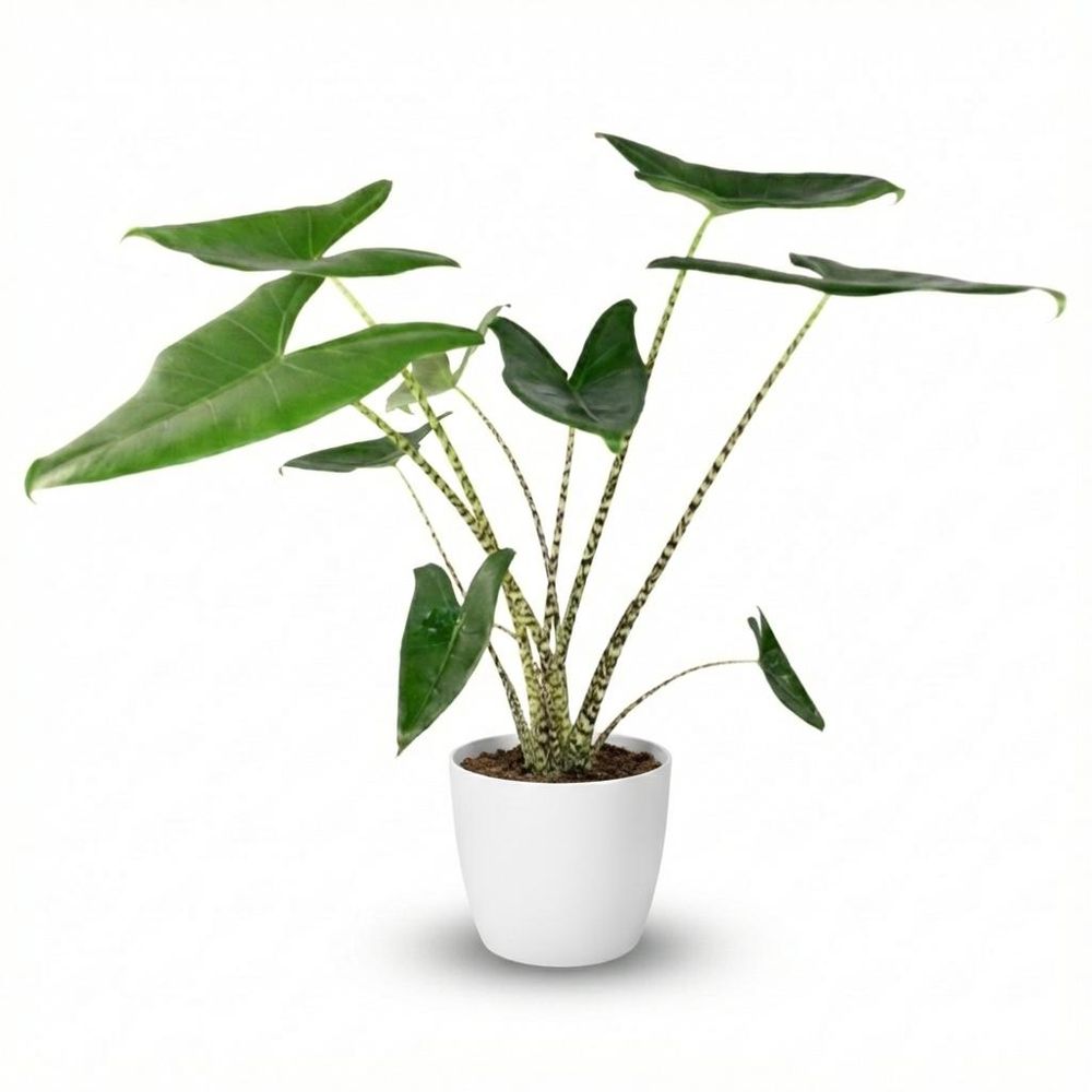 Alocasia zebrina - pot de 21cm - hauteur 70-75cm - plantes d'intérieur