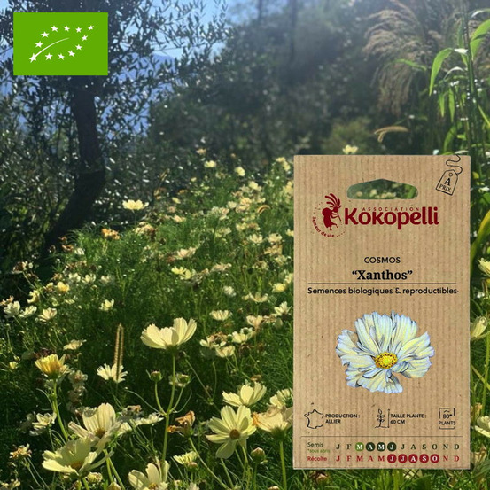 Cosmos jaune xanthos- graines bio à semer