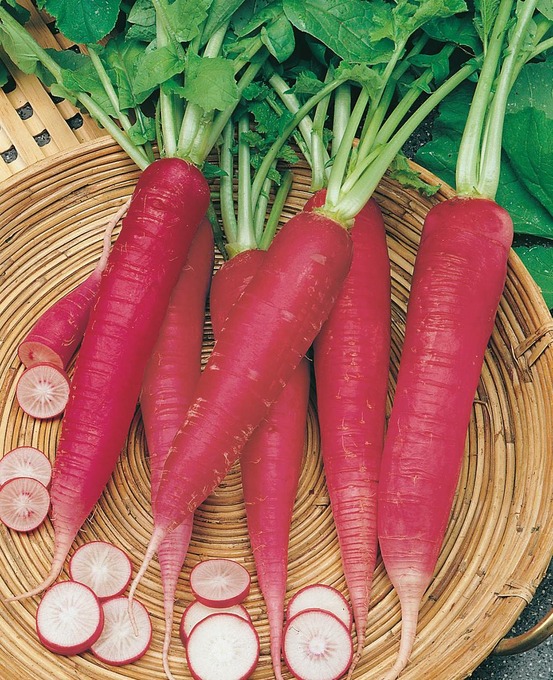 Radis rose de paques 3 - 10 g