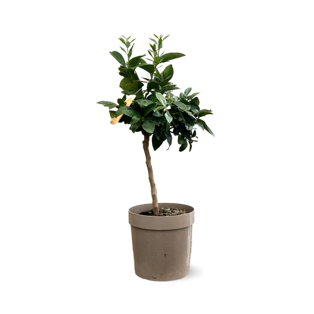 Oranger sanguin - agrume méditerranéen - arbre fruitier - ↕ 75-85 cm - ⌀ 22 cm