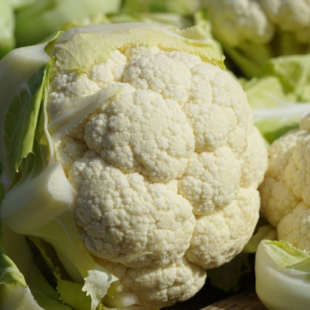 Graines de chou-fleur clovis hf1 - vilmorin sachet