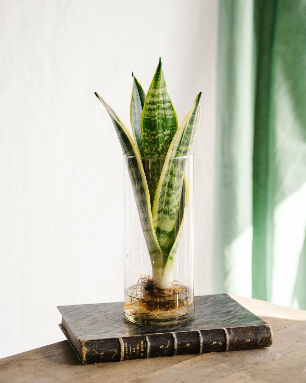 Sanseviera en hydroculture 30cm - plante d'intérieur