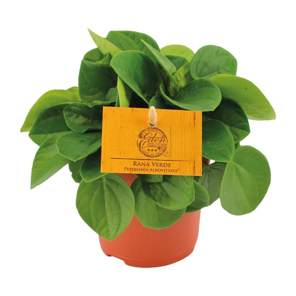 Peperomia rana verde - ø11cm - ↕15cm - plantes d'intérieur