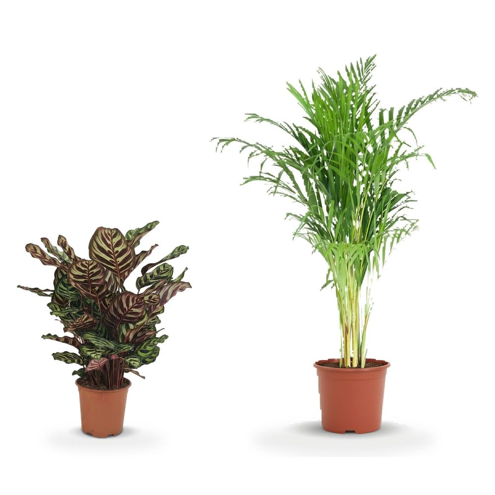 Chambre oasis — areca palm (dypsis) & calathea makoyana — lot de 2 plantes