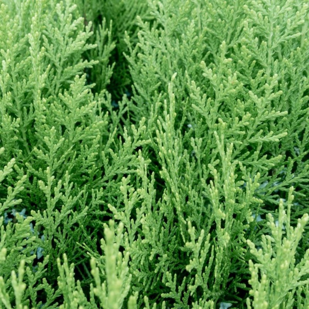 Thuya de chine elegantissima - platycladus orientalis elegantissima 25/35cm pot 2,5l