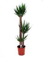 Yucca elephantipes - plante d'intérieur - palmier - pot 27cm - hauteur 150-170cm