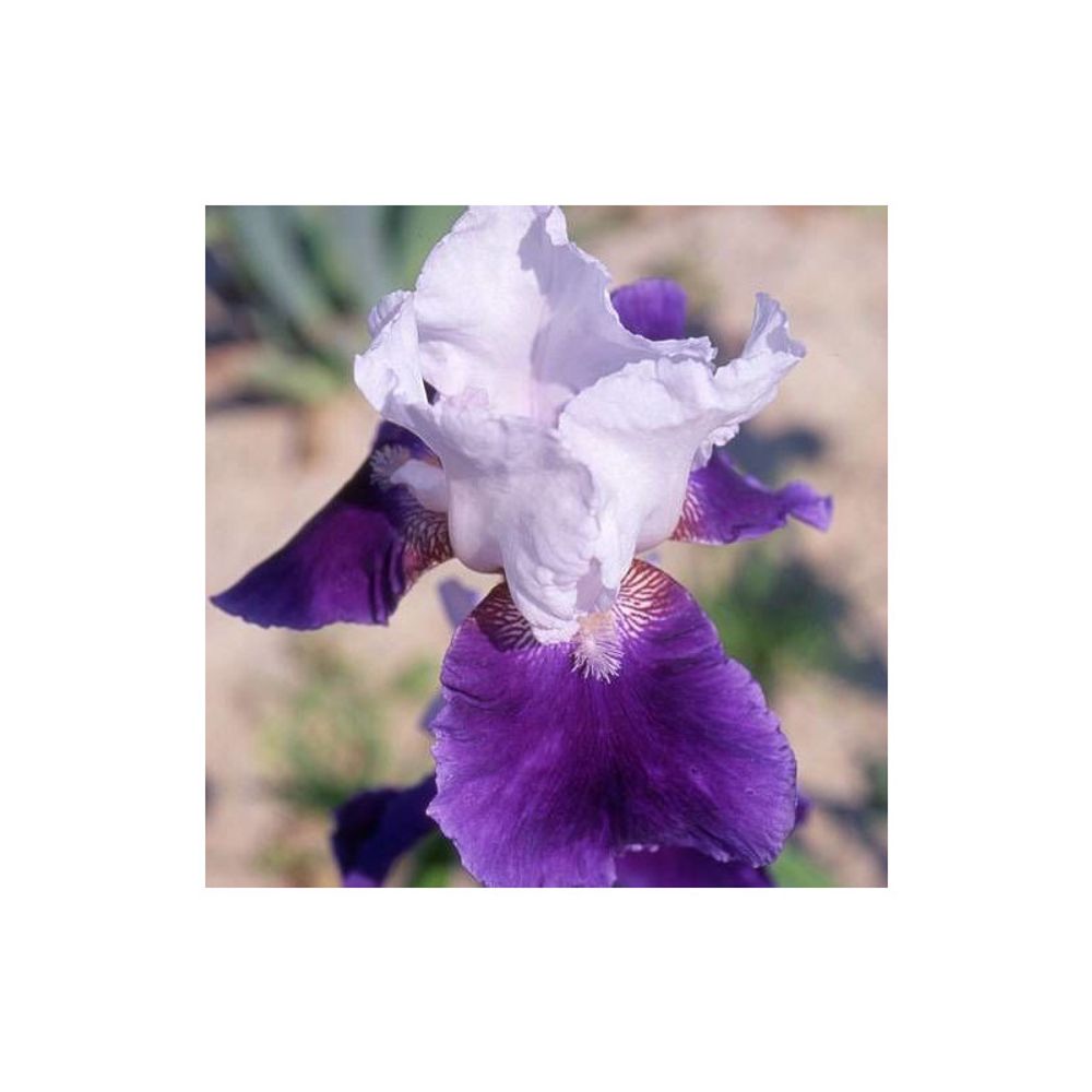 Iris des jardins snowmound lot de 9 godets