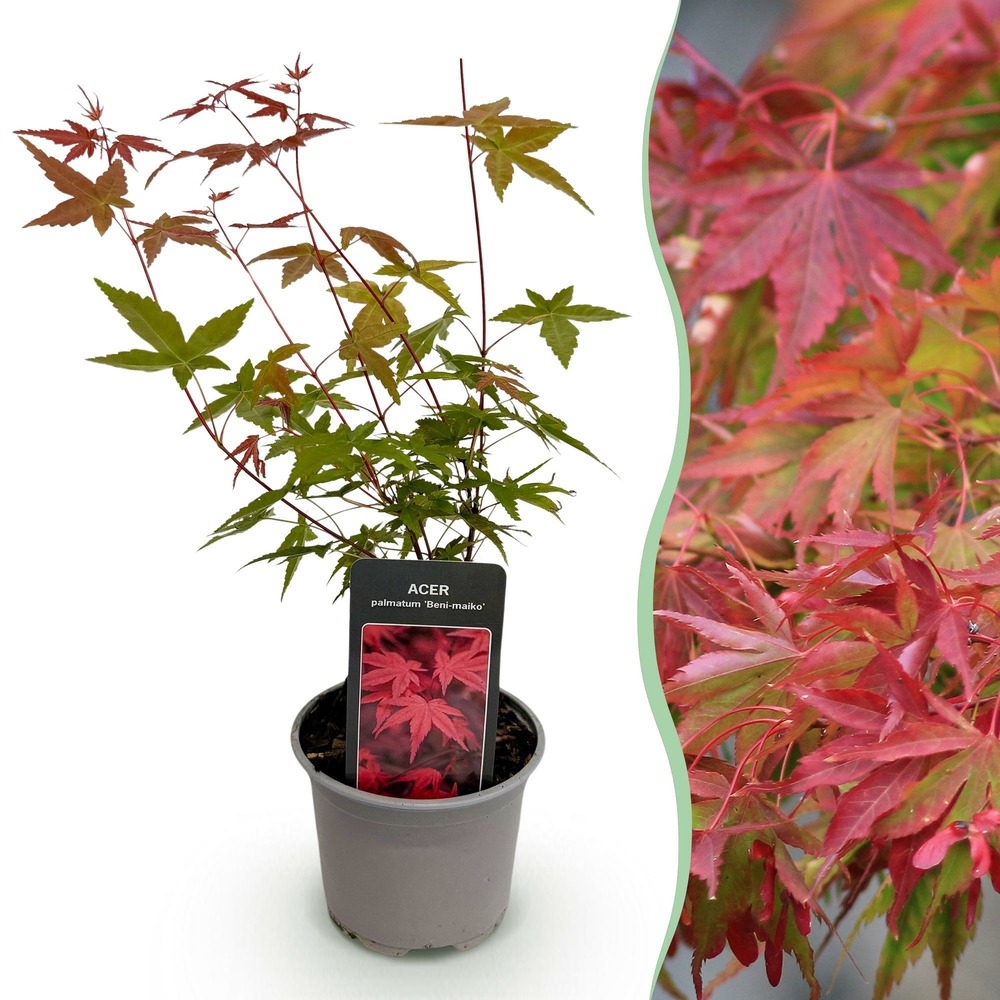 Acer palmatum beni-maiko – pot 12 cm – hauteur 35 cm