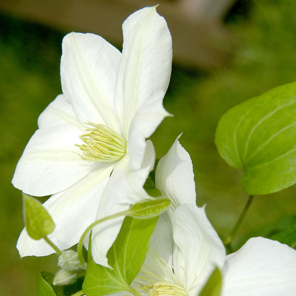 Clématite mme lecoultre pot de 3l - echelle bambou 60/120 cm