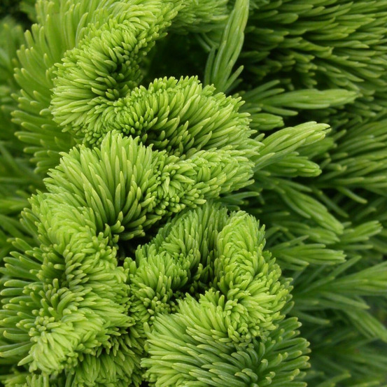 Cèdre du japon cristata, cryptomeria pot de 7,5l - 40/60 cm