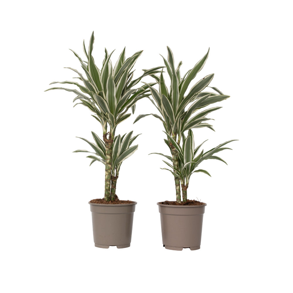 Dragonnier - set de 2 - dracaena deremensis 'white stripe' - h60-70cm - ⌀17cm