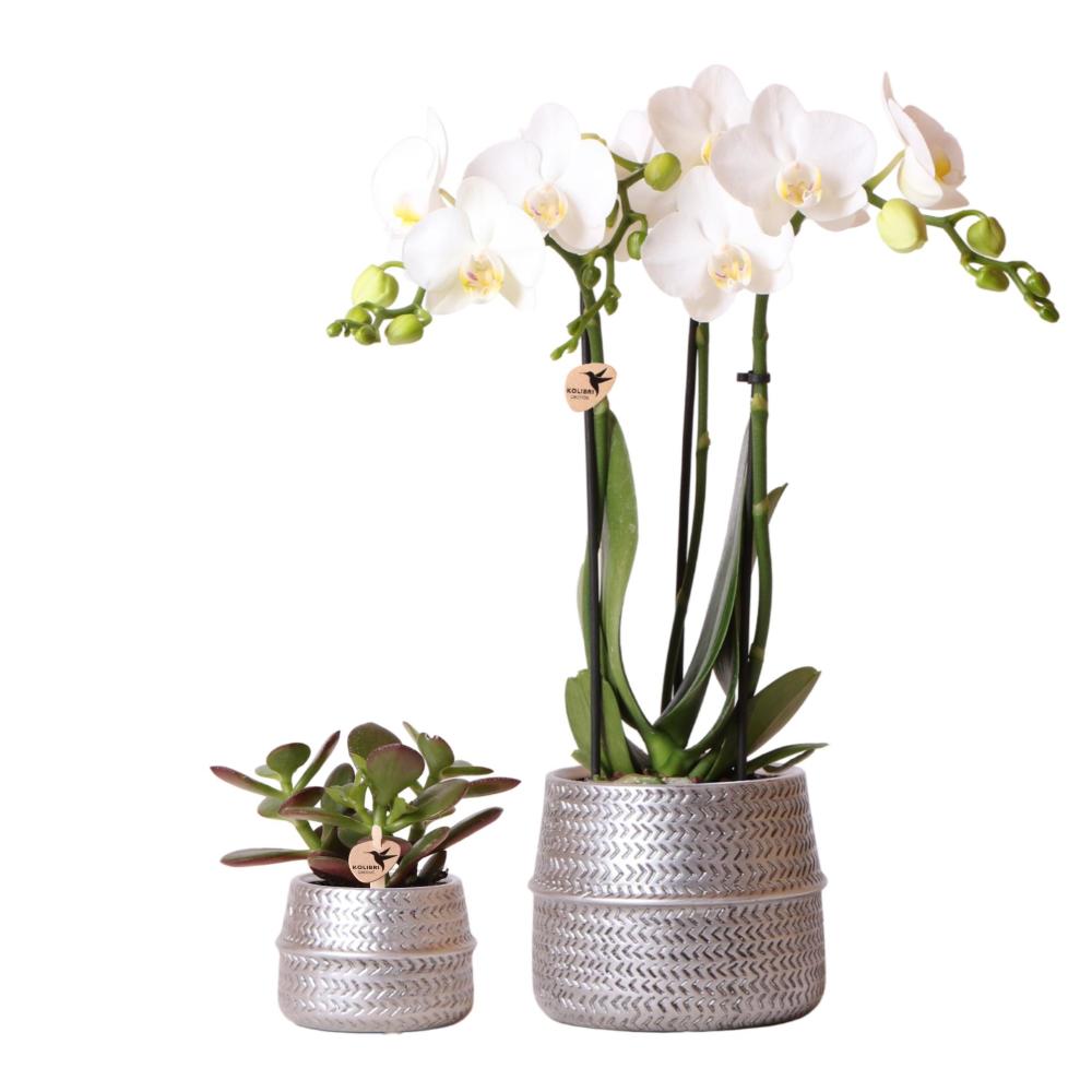 Plante d'intérieur - duo orchidée phalaenopsis blanche et crassula ovata et leurs caches-pots en céramique argentée 35cm