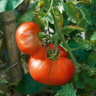 3 plants de tomate marmande, les 3 plants / ø 10.5cm