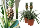 Plante ananas 'mi amigo' - set de 2 - ⌀12cm - hauteur 35-45cm