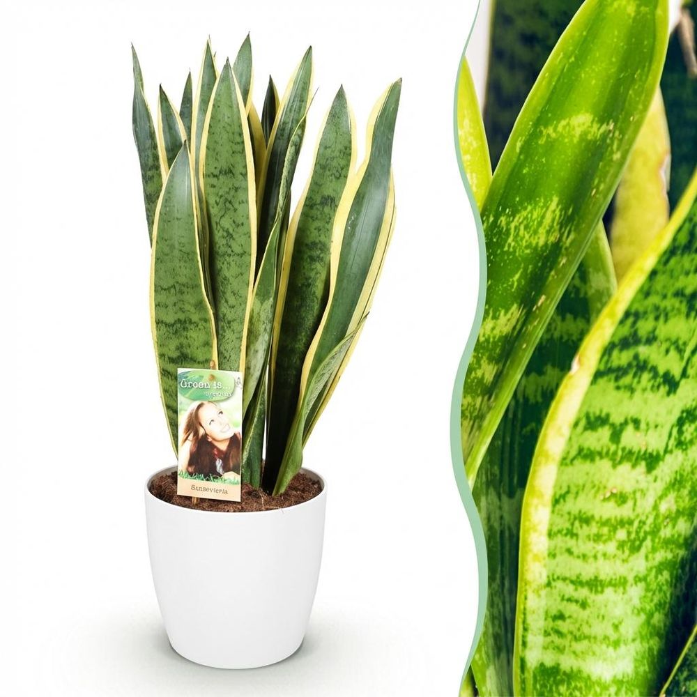 Sansevieria laurentii - plantes d'intérieur