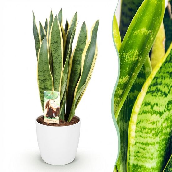 Sansevieria laurentii - plantes d'intérieur