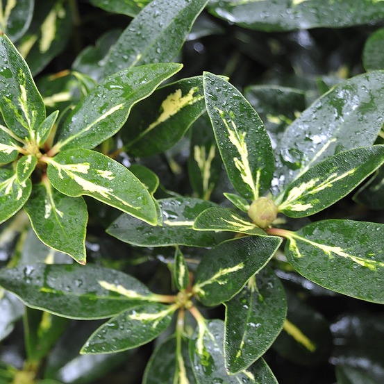 Rhododendron 'goldflimmer' pot de 3l/4l