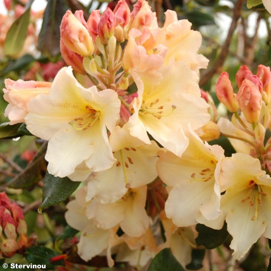 Rhododendron 'horizon monarch' pot de 4l/5l