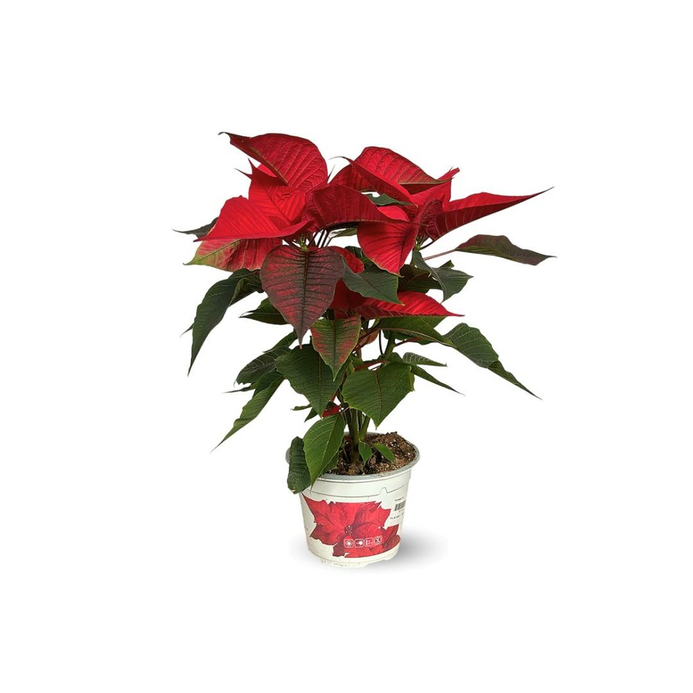 rhododendrons pink PJM Compact Rhododendron 1 Gallon - Cold-Hardy Lavender-Pink Rhododendron