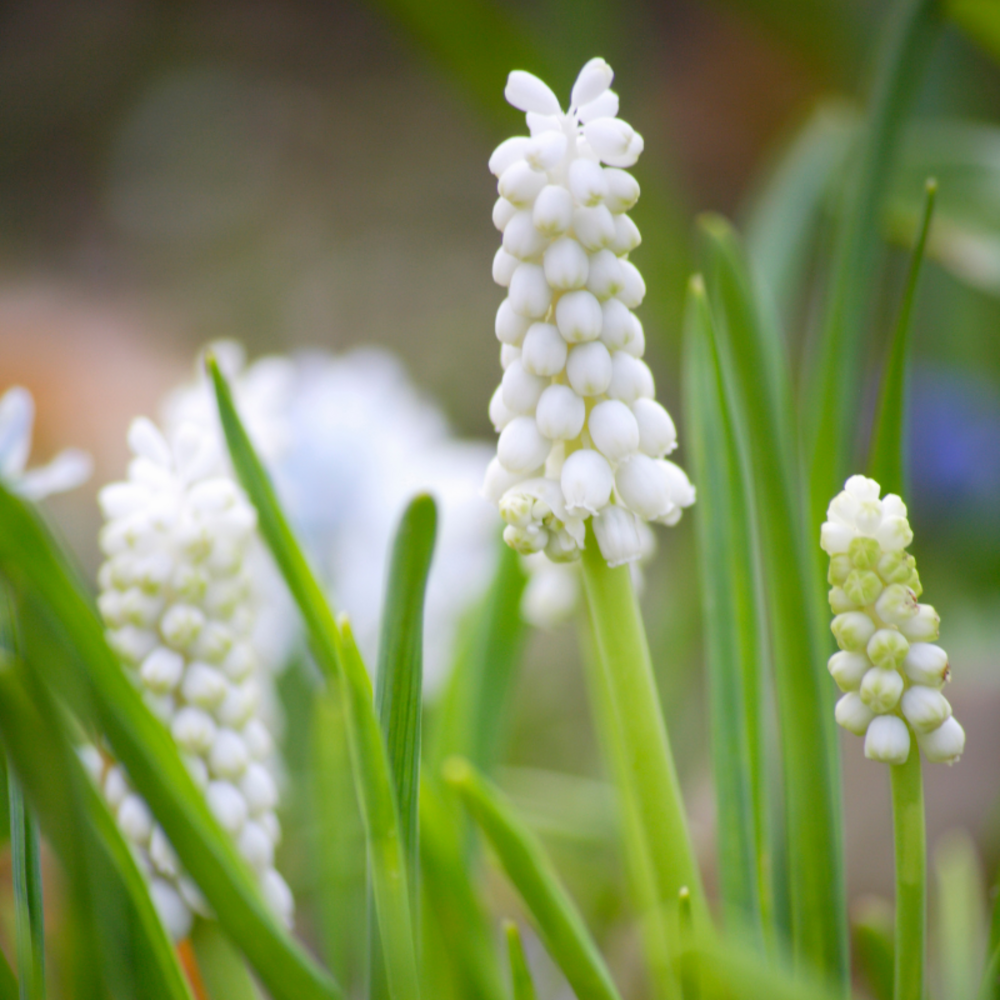 Liriope muscari monroe white - liriope muscari monroe white 15/20 cm pot 3l