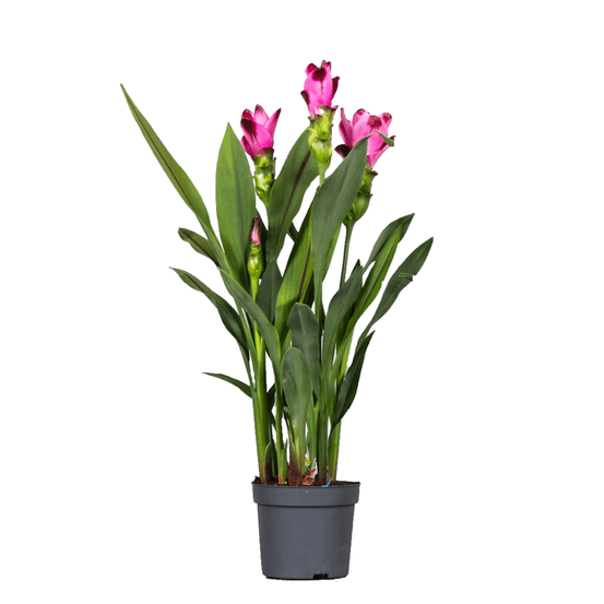 Tulipe siamoise - curcuma 'siam splash' - rose - h40-60cm - ⌀13cm