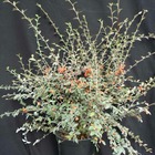 Cotoneaster franchetti/cotoneaster franchetti[-]pot de 4l - 60/120 cm