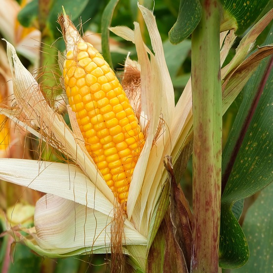 3 plants de maïs à popcorn - les 3 plants / ø 10.5cm