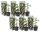 Set de 6 passiflora edulis - fruit de la passion - plante grimpante - pot 9cm - hauteur 25-40cm
