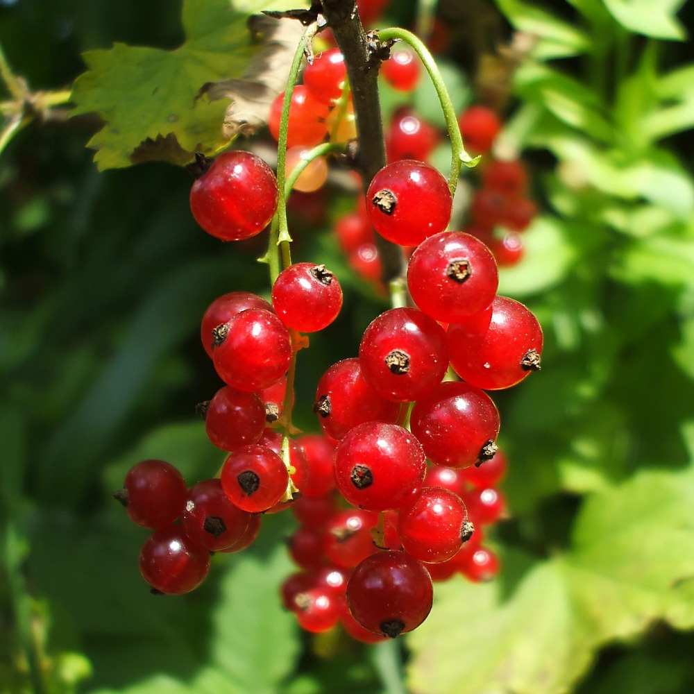 Groseiller versaillaise rouge - le pot / ø 11cm / hauteur livrée 10-15cm