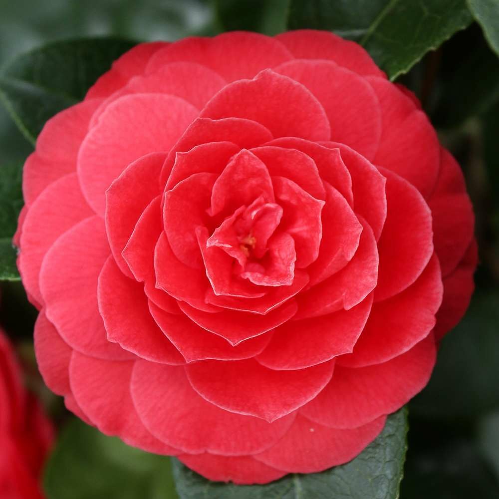 Camellia 'black lace' :35 litres  (rouge foncé)