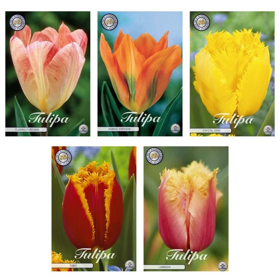 Mélange de tulipes - 47 bulbes, 5 variétés