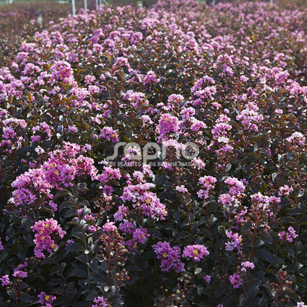 Lilas des indes black diamond® lavender lace™, lagerstroemia pot de 7,5l - 60/80 cm