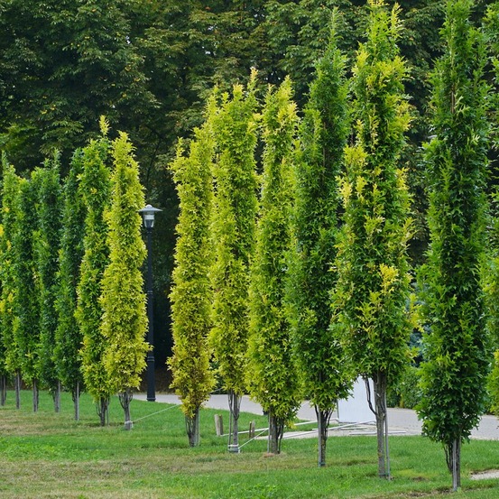 Chêne des marais, chêne épingle 'green pillar' pot de 4l/5l