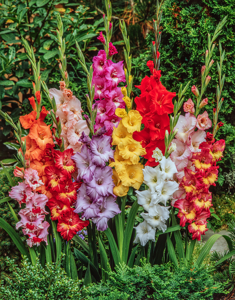 Gladiolus - mélange de 60 - bulbes de glaïeuls - glaïeuls à grandes fleurs