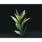 Plante aquatique : Nomaphila Corymbosa en pot