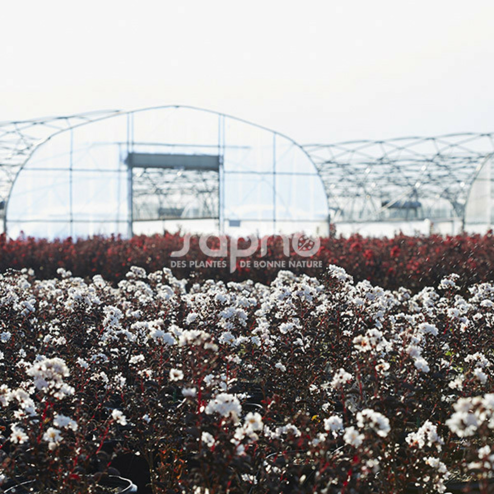 Lilas des indes black diamond® pure white™, lagerstroemia pot de 3l - touffe