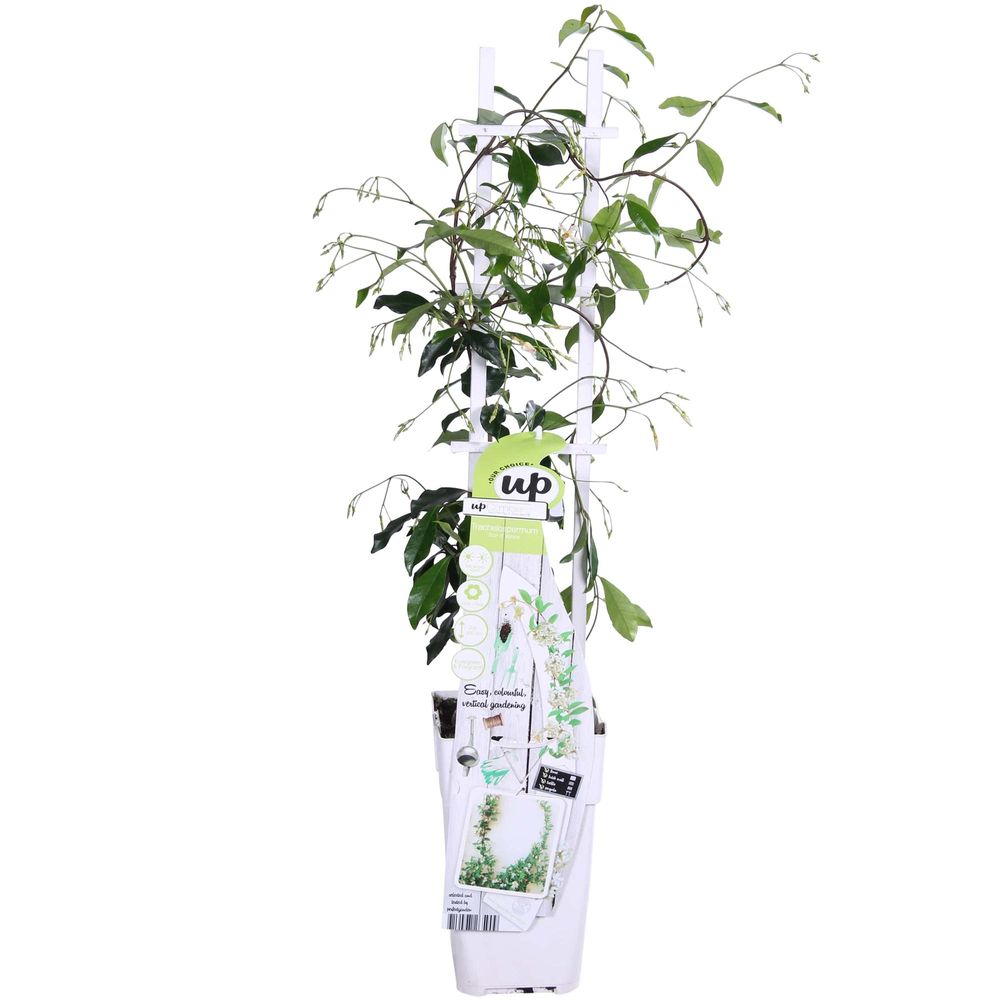 Jasmin étoilé star of venice - h 65 cm, pot ø15 cm - plante d'extérieur