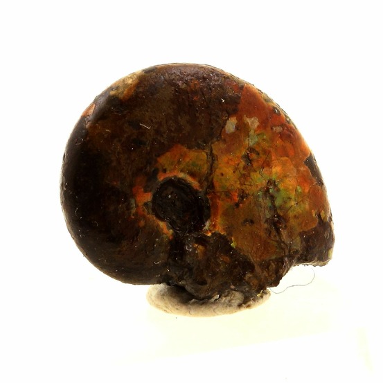 Ammonite fossile beudanticeras nacrée 17.0 carats