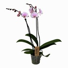 Phalaenopsis - orchidée rose - plante d'intérieur à fleurs - aime les chats - pot 12cm - hauteur 50-60cm